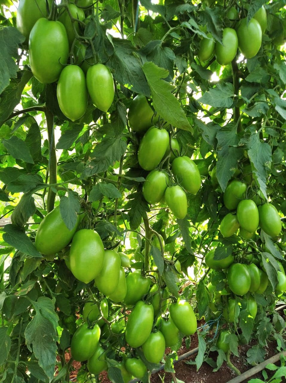 Antioxidantes Poderosos